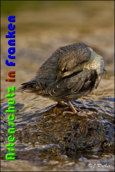 Copyright AiS Johannes Rother Bild zum Eintrag (57096-160)