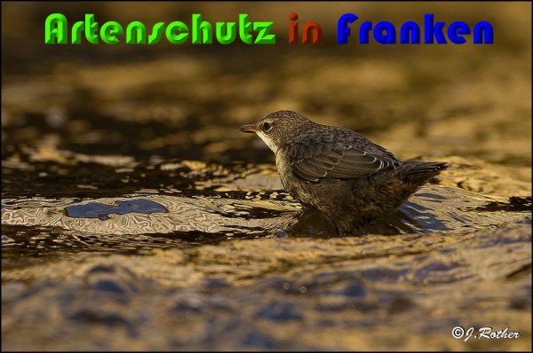 Copyright AiS Johannes Rother Bild zum Eintrag (57097-160)