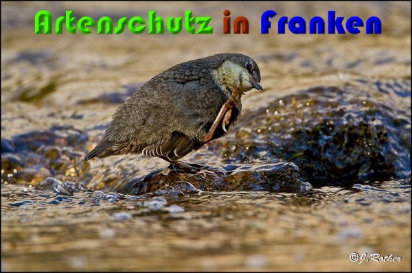 Copyright AiS Johannes Rother Bild zum Eintrag (57101-160)