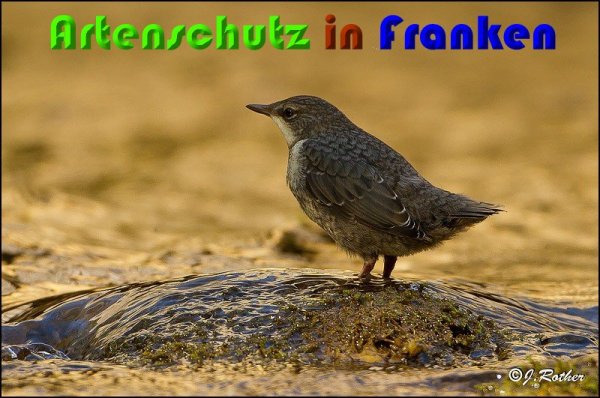 Copyright AiS Johannes Rother Bild zum Eintrag (57102-160)