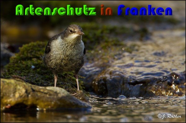 Copyright AiS Johannes Rother Bild zum Eintrag (57103-160)