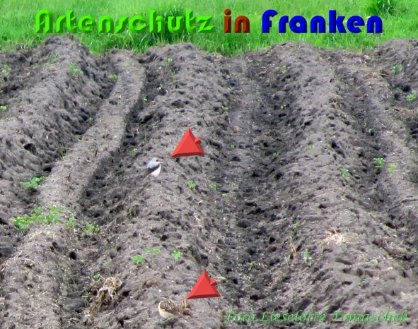 Copyright AiS Liselotte Tomaschek Bild zum Eintrag (57110-160)