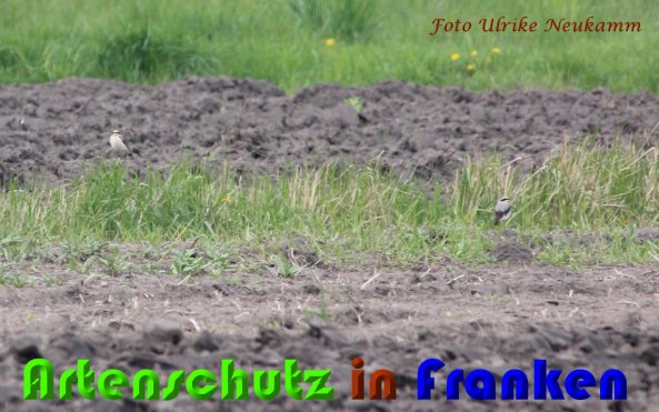 Copyright AiS Ulrike Neukamm Bild zum Eintrag (57126-160)
