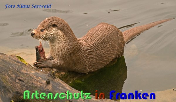 Copyright AiS Klaus Sanwald Bild zum Eintrag (57154-160)