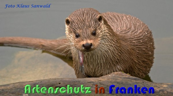 Copyright AiS Klaus Sanwald Bild zum Eintrag (57155-160)