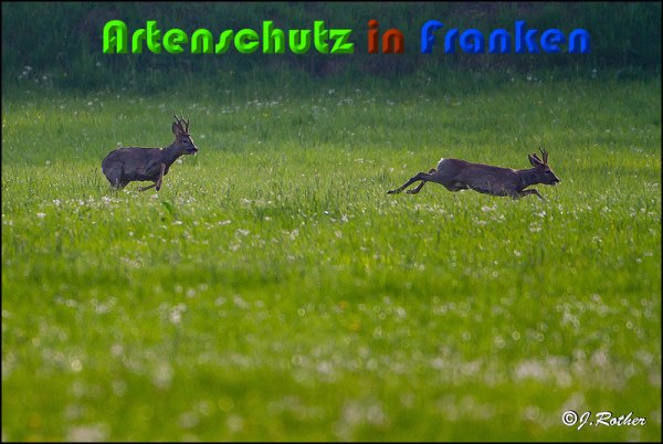 Copyright AiS Johannes Rother Bild zum Eintrag (57162-160)