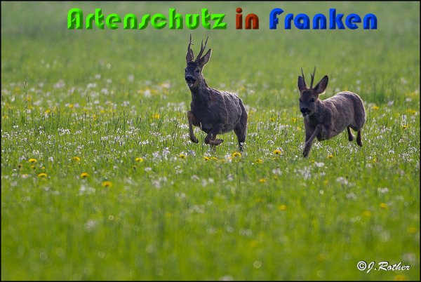 Copyright AiS Johannes Rother Bild zum Eintrag (57163-160)