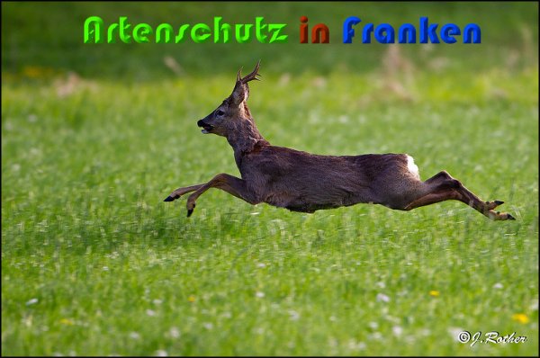 Copyright AiS Johannes Rother Bild zum Eintrag (57164-160)