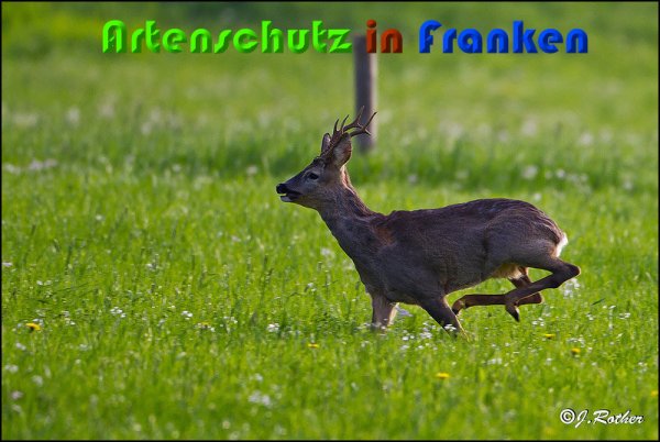 Copyright AiS Johannes Rother Bild zum Eintrag (57165-160)