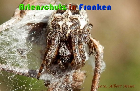 Copyright AiS Albert Meier Bild zum Eintrag (57170-160)