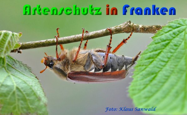 Copyright AiS Klaus Sanwald Bild zum Eintrag (57176-160)