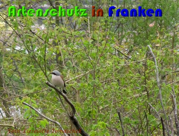 Copyright AiS Liselotte Tomaschek Bild zum Eintrag (57194-160)