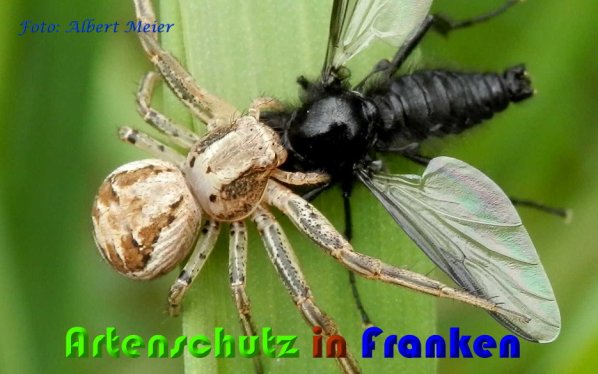 Copyright AiS Albert Meier Bild zum Eintrag (57202-160)