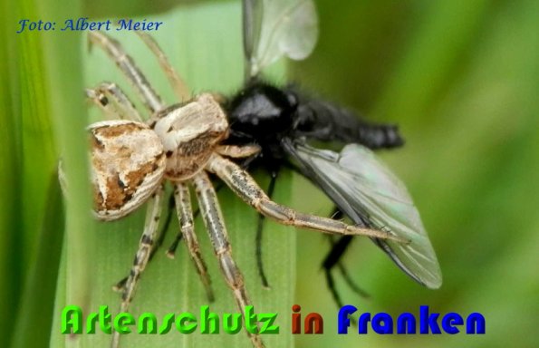 Copyright AiS Albert Meier Bild zum Eintrag (57204-160)