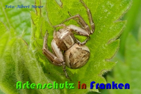 Copyright AiS Albert Meier Bild zum Eintrag (57206-160)