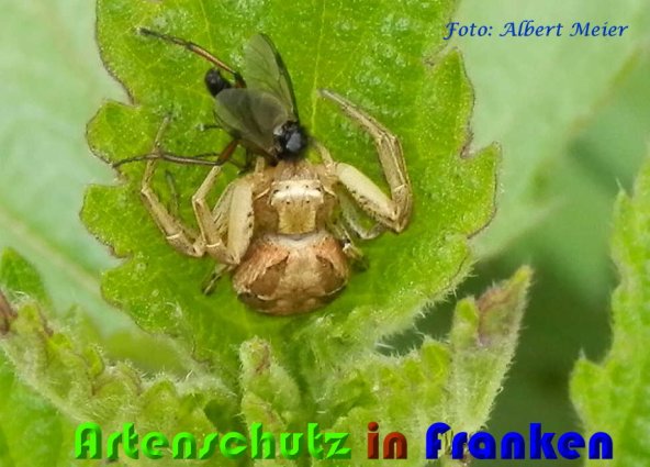 Copyright AiS Albert Meier Bild zum Eintrag (57207-160)