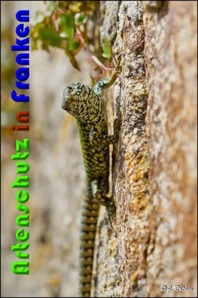 Copyright AiS Johannes Rother Bild zum Eintrag (57211-160)
