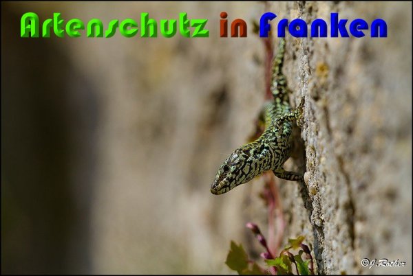 Copyright AiS Johannes Rother Bild zum Eintrag (57212-160)