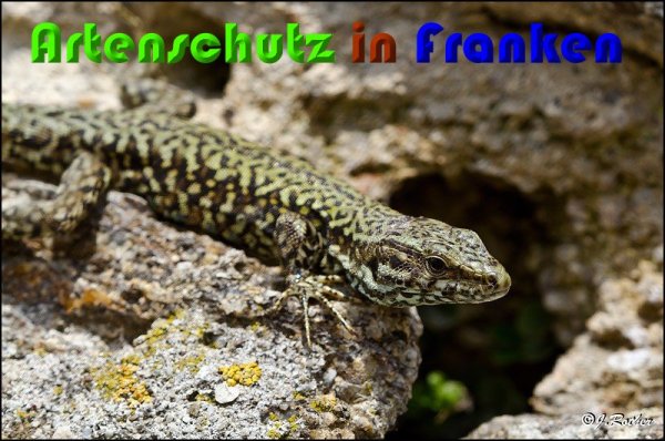 Copyright AiS Johannes Rother Bild zum Eintrag (57213-160)
