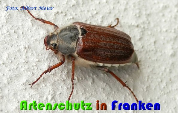 Copyright AiS Albert Meier Bild zum Eintrag (57220-160)