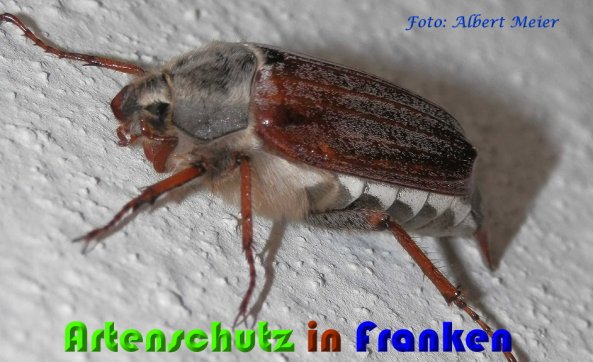 Copyright AiS Albert Meier Bild zum Eintrag (57221-160)