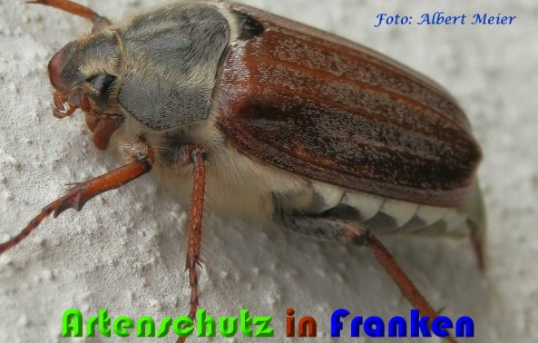 Copyright AiS Albert Meier Bild zum Eintrag (57222-160)