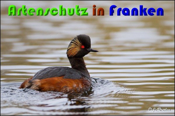 Copyright AiS Johannes Rother Bild zum Eintrag (57232-160)