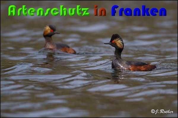 Copyright AiS Johannes Rother Bild zum Eintrag (57233-160)