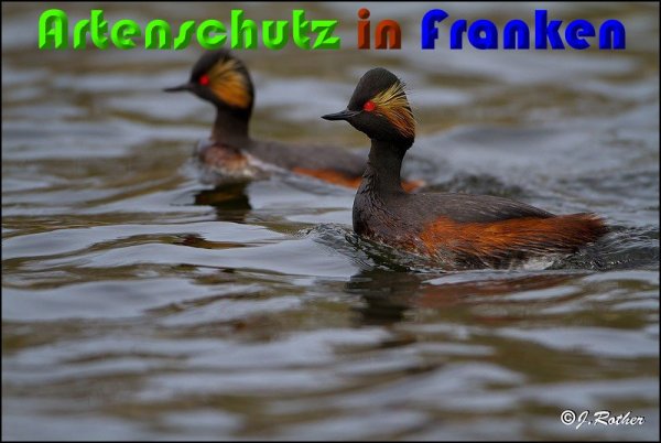 Copyright AiS Johannes Rother Bild zum Eintrag (57235-160)
