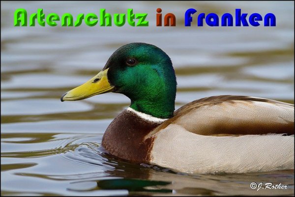 Copyright AiS Johannes Rother Bild zum Eintrag (57237-160)