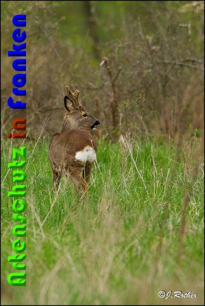 Copyright AiS Johannes Rother Bild zum Eintrag (57239-160)