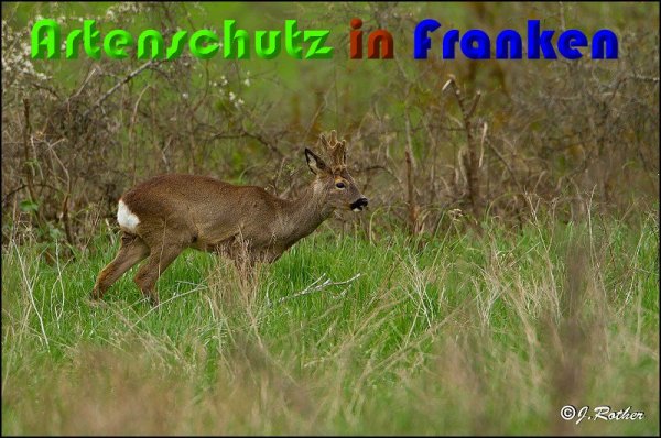 Copyright AiS Johannes Rother Bild zum Eintrag (57240-160)