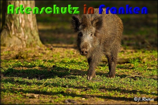 Copyright AiS Johannes Rother Bild zum Eintrag (57245-160)
