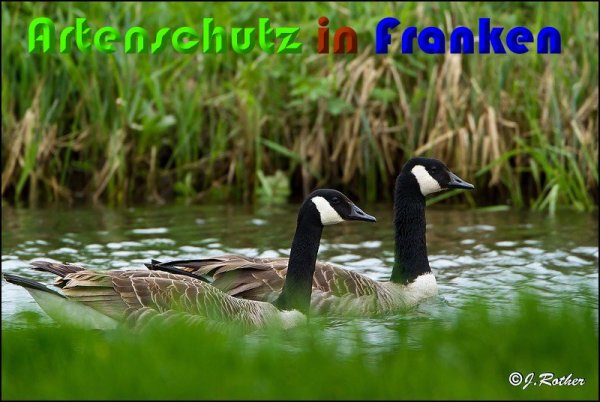 Copyright AiS Johannes Rother Bild zum Eintrag (57247-160)