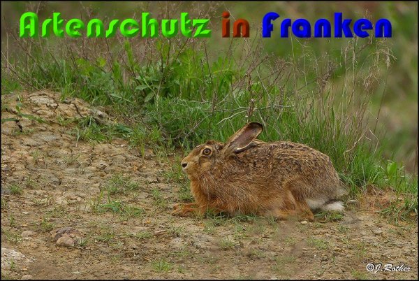 Copyright AiS Johannes Rother Bild zum Eintrag (57250-160)