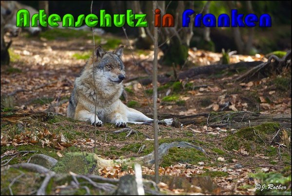 Copyright AiS Johannes Rother Bild zum Eintrag (57300-160)