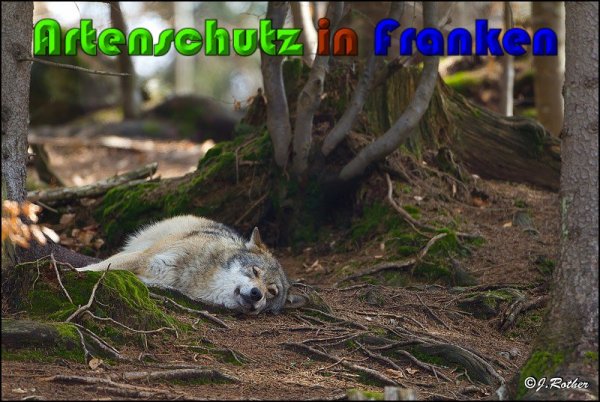 Copyright AiS Johannes Rother Bild zum Eintrag (57301-160)