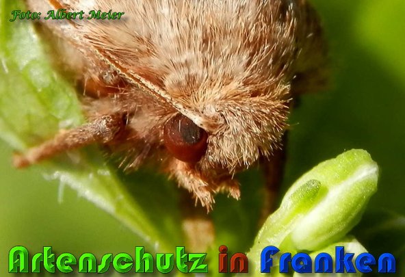 Copyright AiS Albert Meier Bild zum Eintrag (57327-160)