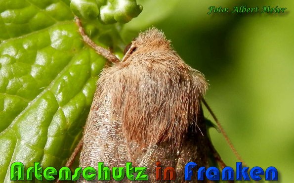 Bild zum Eintrag (57331-160)