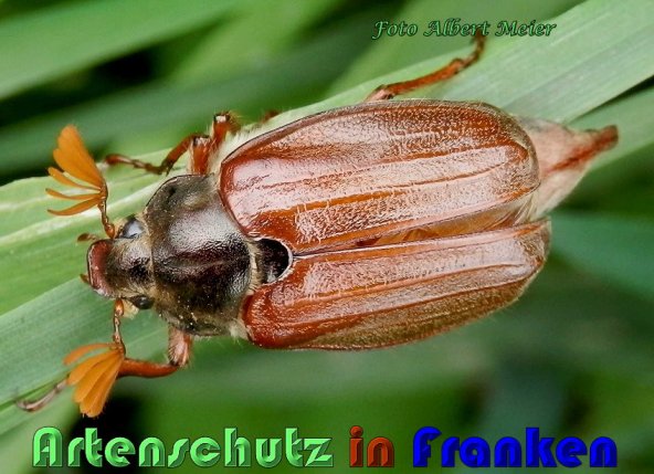 Copyright AiS Albert Meier Bild zum Eintrag (57370-160)