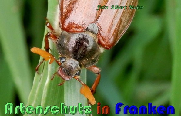 Copyright AiS Albert Meier Bild zum Eintrag (57371-160)