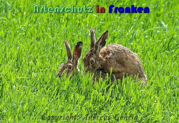 Copyright AiS Andreas Gehrig Bild zum Eintrag (57458-160)