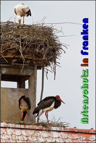 Copyright AiS Johannes Rother Bild zum Eintrag (57472-160)