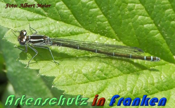Bild zum Eintrag (57495-160)