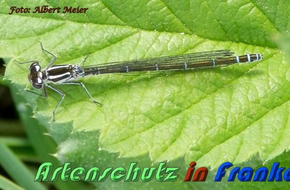 Bild zum Eintrag (57497-160)