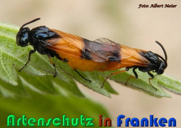 Copyright AiS Albert Meier Bild zum Eintrag (57506-160)