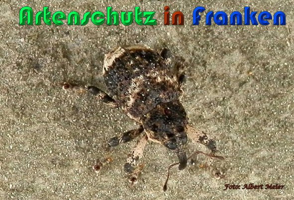 Copyright AiS Albert Meier Bild zum Eintrag (57519-160)