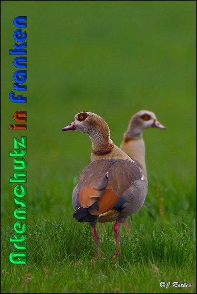 Copyright AiS Johannes Rother Bild zum Eintrag (57527-160)