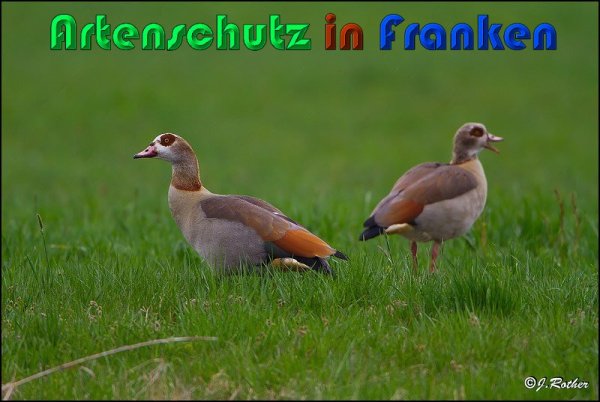 Copyright AiS Albert Meier Bild zum Eintrag (57528-160)