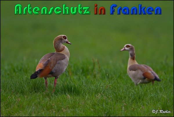 Copyright AiS Albert Meier Bild zum Eintrag (57529-160)